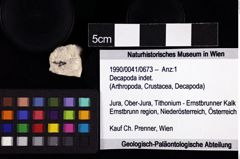 Foto (Objket + Etiketten) von Decapoda indet. 